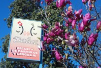 Galería | Escuela Daluz Talca